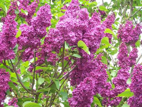 Le Lilas Violet