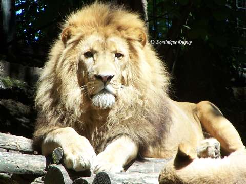 Zoo de Beauval - France - Lion