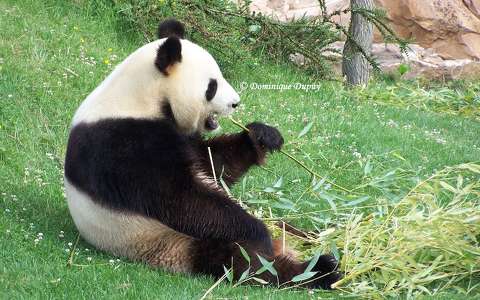 Zoo de Beauval - France - Panda