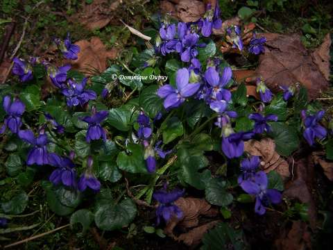 Violettes