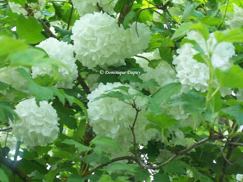 Viorne Boule de Neige