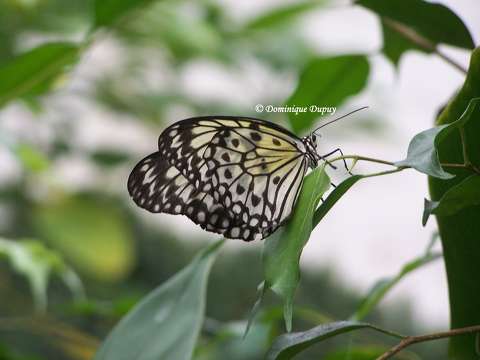 Papillon