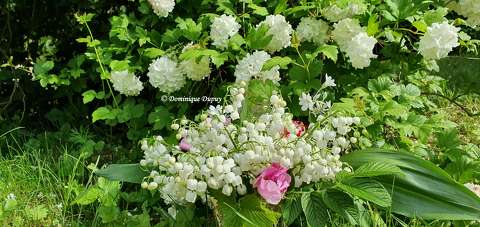 Muguet