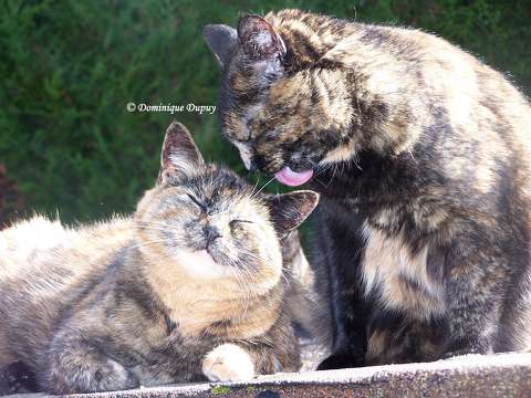 Chattes - Mimine et Caramel 