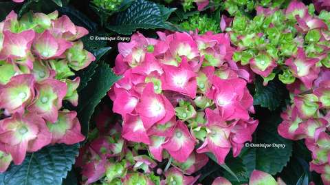 Hortensias
