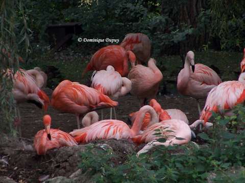 Groupe de Flamants roses 
