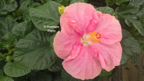 Hibiscus rose