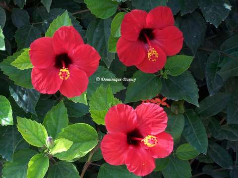 Hibiscus rouge