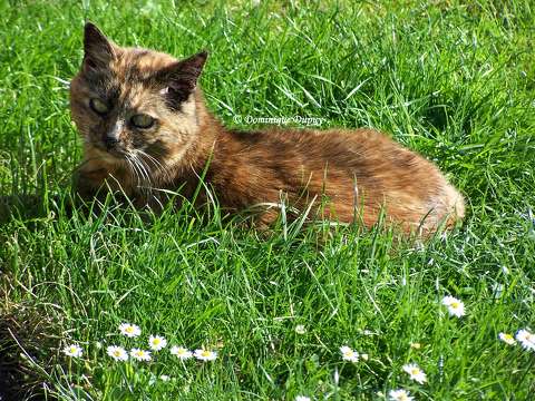 La Chatte Mimine