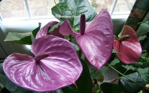 Anthurium