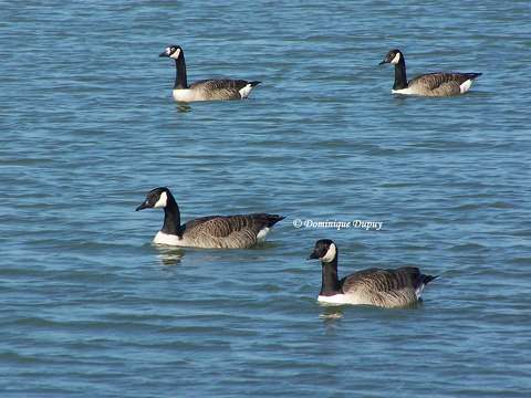 Canards