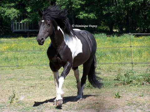 Cheval