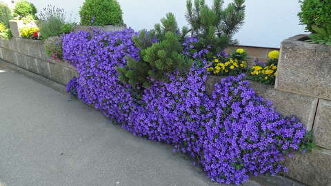 dekoráció kerítés lobelia