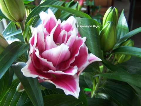 Lys (Lilium)