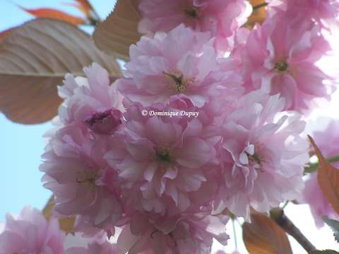 Prunus Serrulata Kanzan