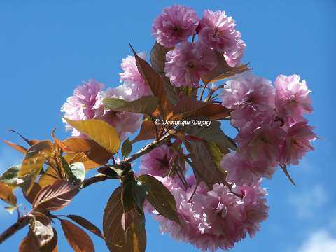 Prunus Serrulata Kanzan