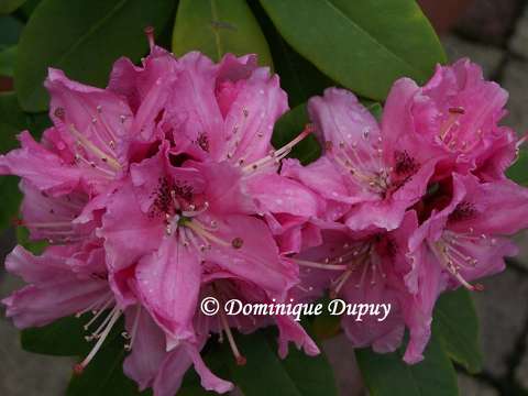 Rhododendron