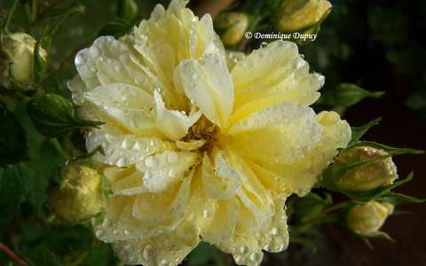 Rose jaune