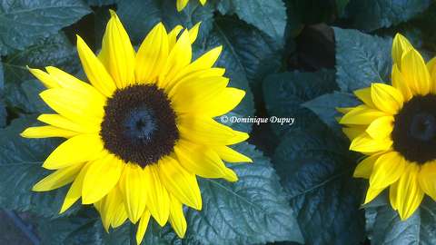 Tournesols