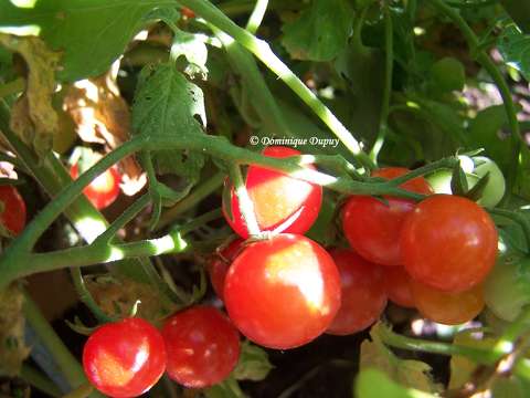 Tomates