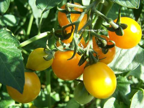 Tomates
