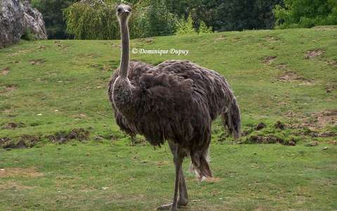 Zoo de Beauval - France - Autruche