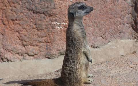 Zoo de Beauval - France - Suricate