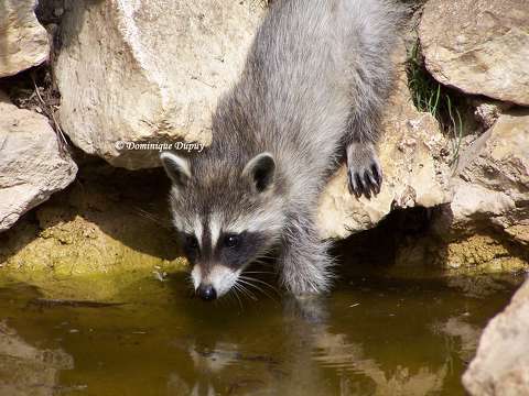 Zoo de Beauval - France - Raton laveur