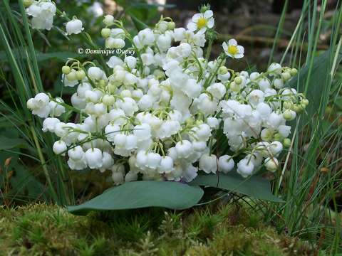 Muguet