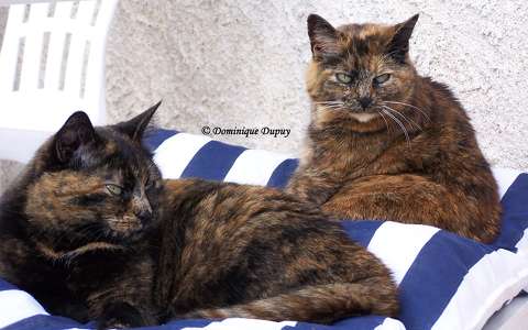 Chattes - Mimine et Caramel