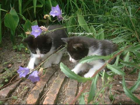 Chatons
