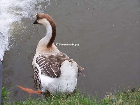 Canard