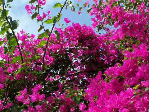Bougainvillier