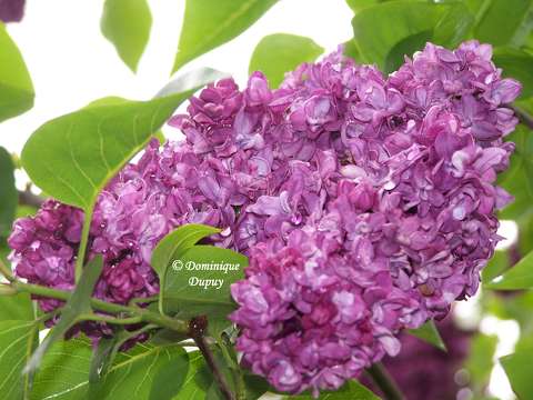 Lilas mauve