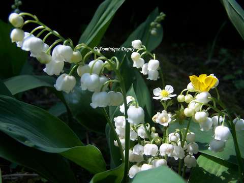 Muguet