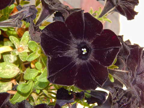 Fekete petúnia
