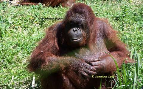 Orang-outan -Zoo de Beauval - France