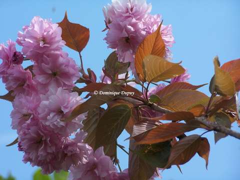 Prunus Serrulata Kanzan