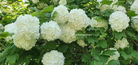 Viorne Boule de Neige