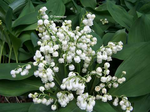 Muguet