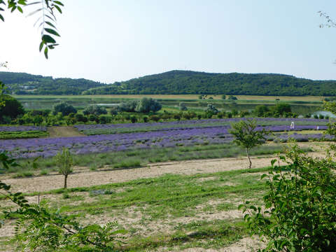 Tihany