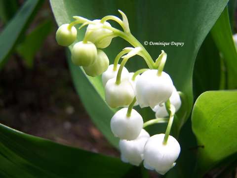 Muguet