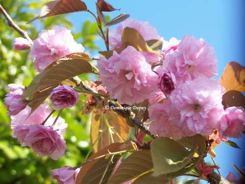 Prunus Serrulata Kanzan