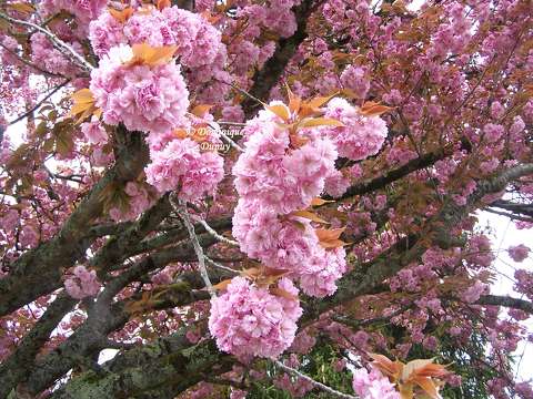 Prunus Serrulata Kanzan