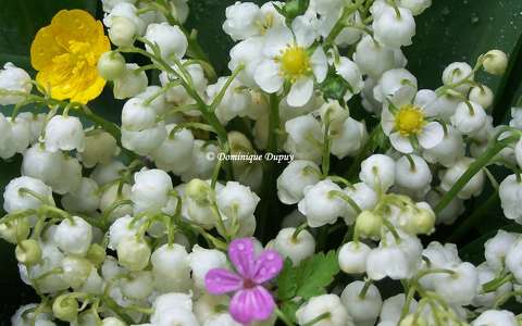 Muguet
