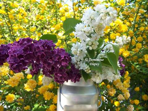 Lilas et Corête du Japon Pleniflora