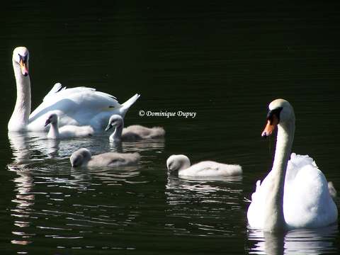 Cygnes et cygneaux sur Le Loiret - France