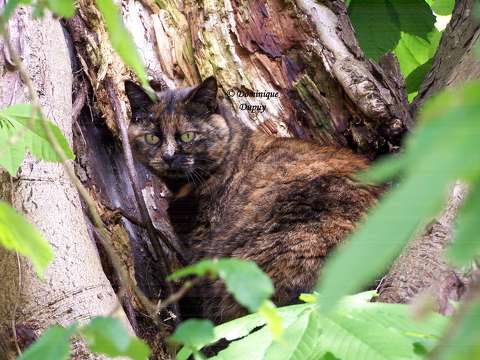 Chatte - Caramel