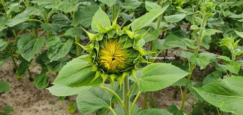 Tournesol