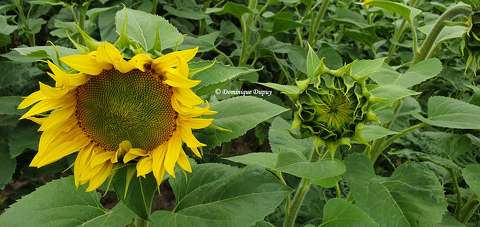 Tournesols